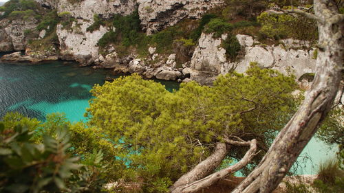 High angle view of trees against sea and rocks
