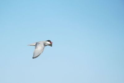 Low angle view of bird flying in sky