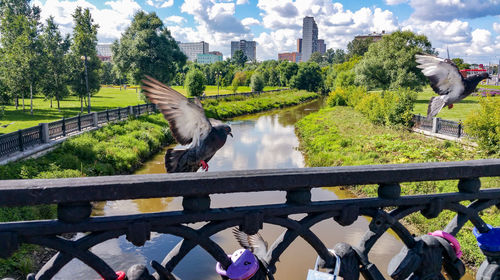Bird perching on railing by bridge against sky