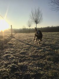 View of dog on field against sky