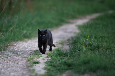 Black cat lying on grass