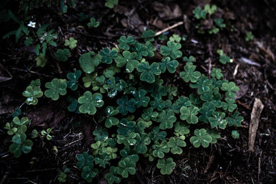 High angle view of small plant growing on field