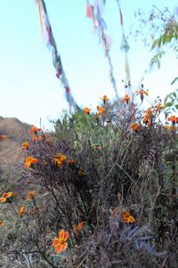 Close-up of orange flowering plants on field