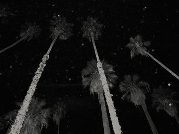 Low angle view of plants at night