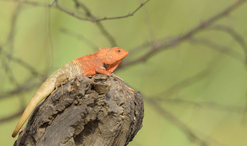 Close-up of a lizard on tree