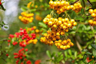 Yellow and red sea buckthorn