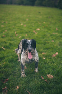 Portrait of dog on field