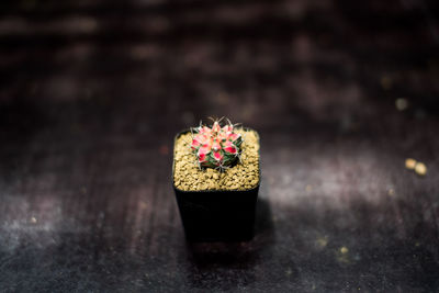 Close-up of pink rose on table