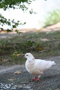 Close-up of seagull perching on a field