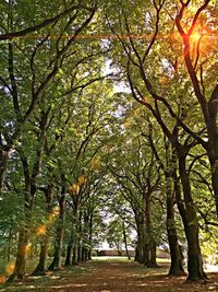 Footpath passing through trees