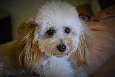 Close-up portrait of a dog at home