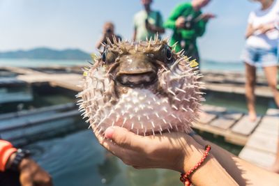 Close-up of hand holding pufferfish