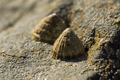 Close-up of shell on rock