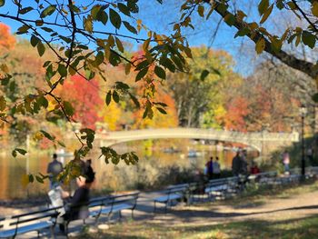 Trees in park during autumn