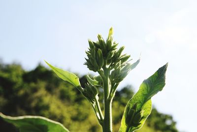 Close-up of plant against sky