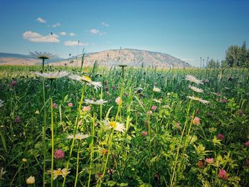 Scenic view of flowering plants on land against sky