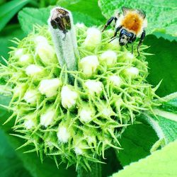 Close-up of insect on plant