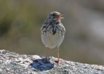 Close-up of bird perching on rock