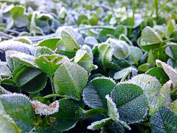 Close-up of snow on plant