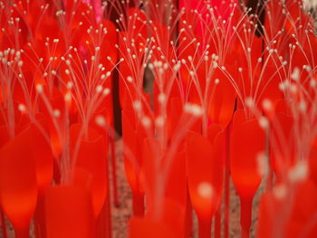 Full frame shot of red flowering plants