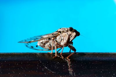 Close-up of insect on rock