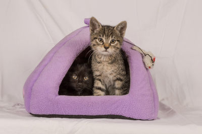 Portrait of kitten sitting on bed at home