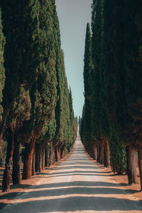 Empty road along trees