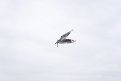 Low angle view of bird flying in sky