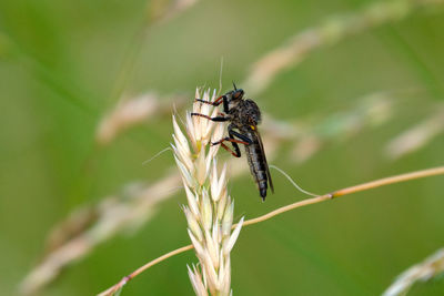 Close-up of insect on plant