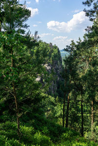 Trees in forest against sky