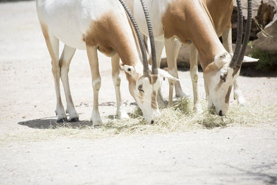 Horse grazing in the field