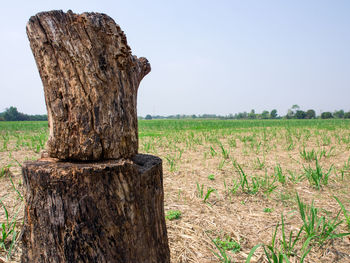 Wooden posts on field against clear sky