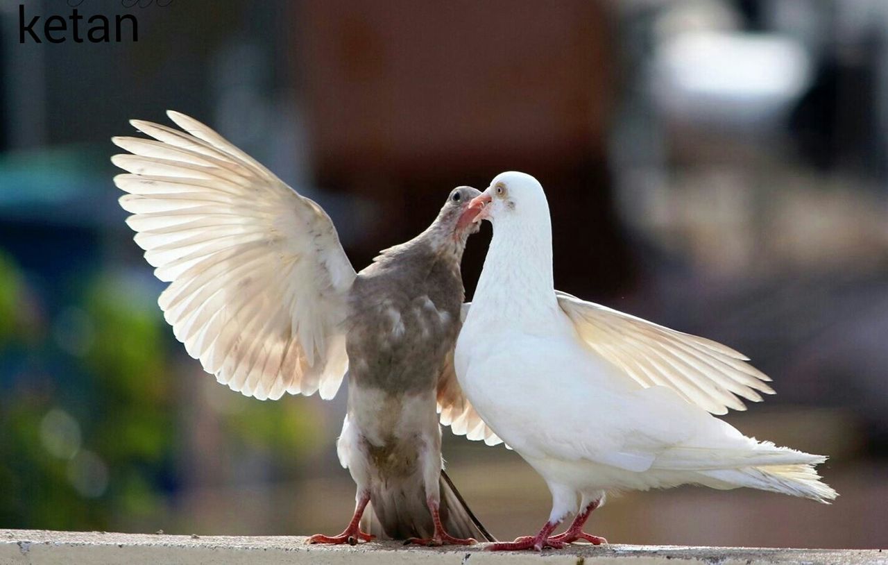 bird, animal themes, animals in the wild, wildlife, seagull, focus on foreground, spread wings, white color, one animal, flying, perching, close-up, nature, full length, day, outdoors, animal wing, beak, side view, no people