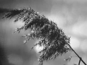 Close-up of dry plant on field against sky