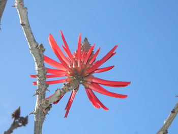 Low angle view of red flower against clear blue sky