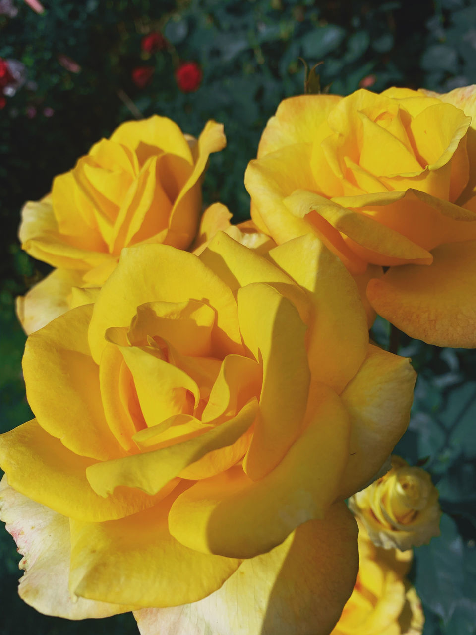 CLOSE-UP OF YELLOW ROSES