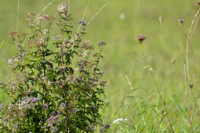 Close-up of plants