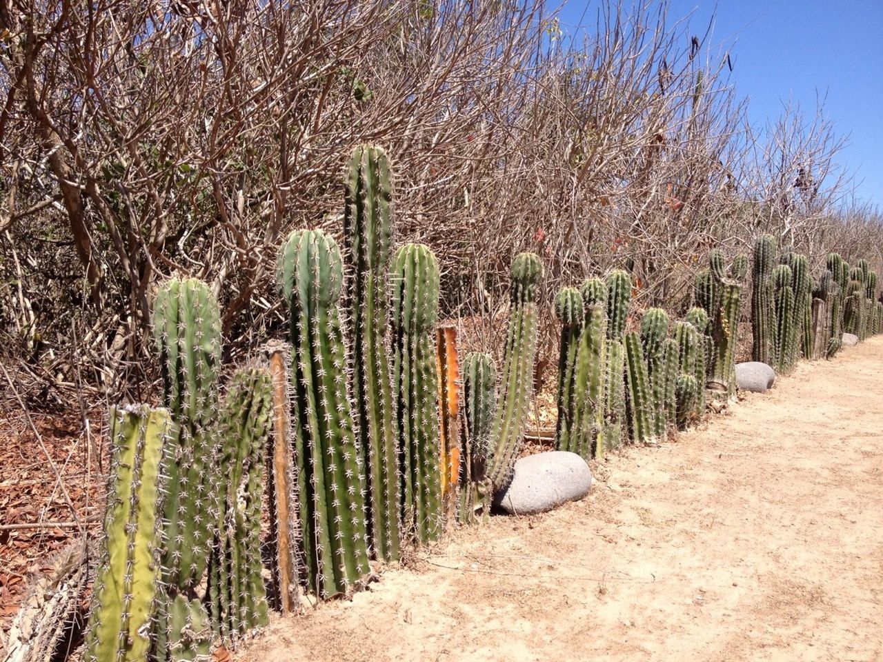 Cactus Fence