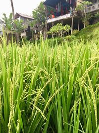 Close-up of crops growing on field