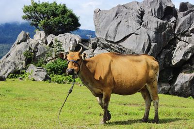 Standing cow, big cow, indonesian cow