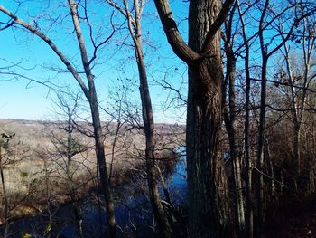 Low angle view of trees against clear sky