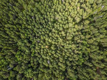 Full frame shot of trees in forest