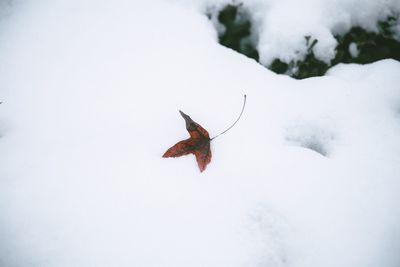 Close-up of lizard on snow