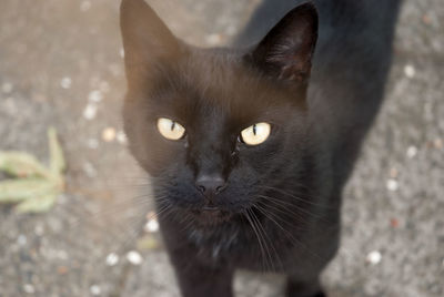 Close-up portrait of black cat