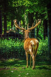 Deer standing in forest