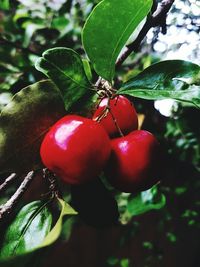 Close-up of cherries growing on tree