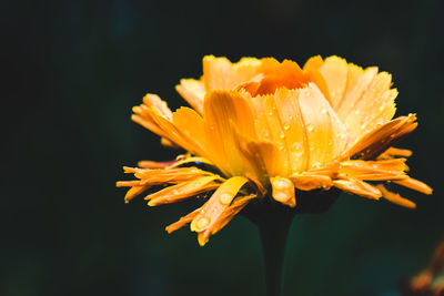 Close-up of wet yellow flower growing outdoors during rainy season