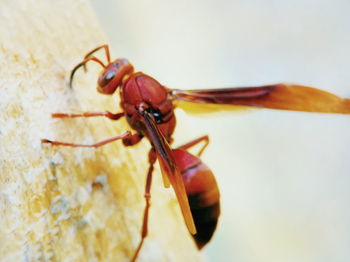 Close-up of insect