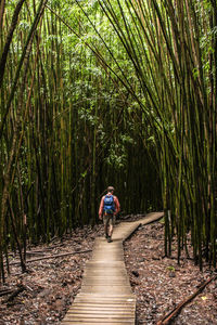 Rear view of man walking on boardwalk amidst bamboo groves