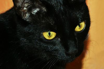 Close-up portrait of black cat